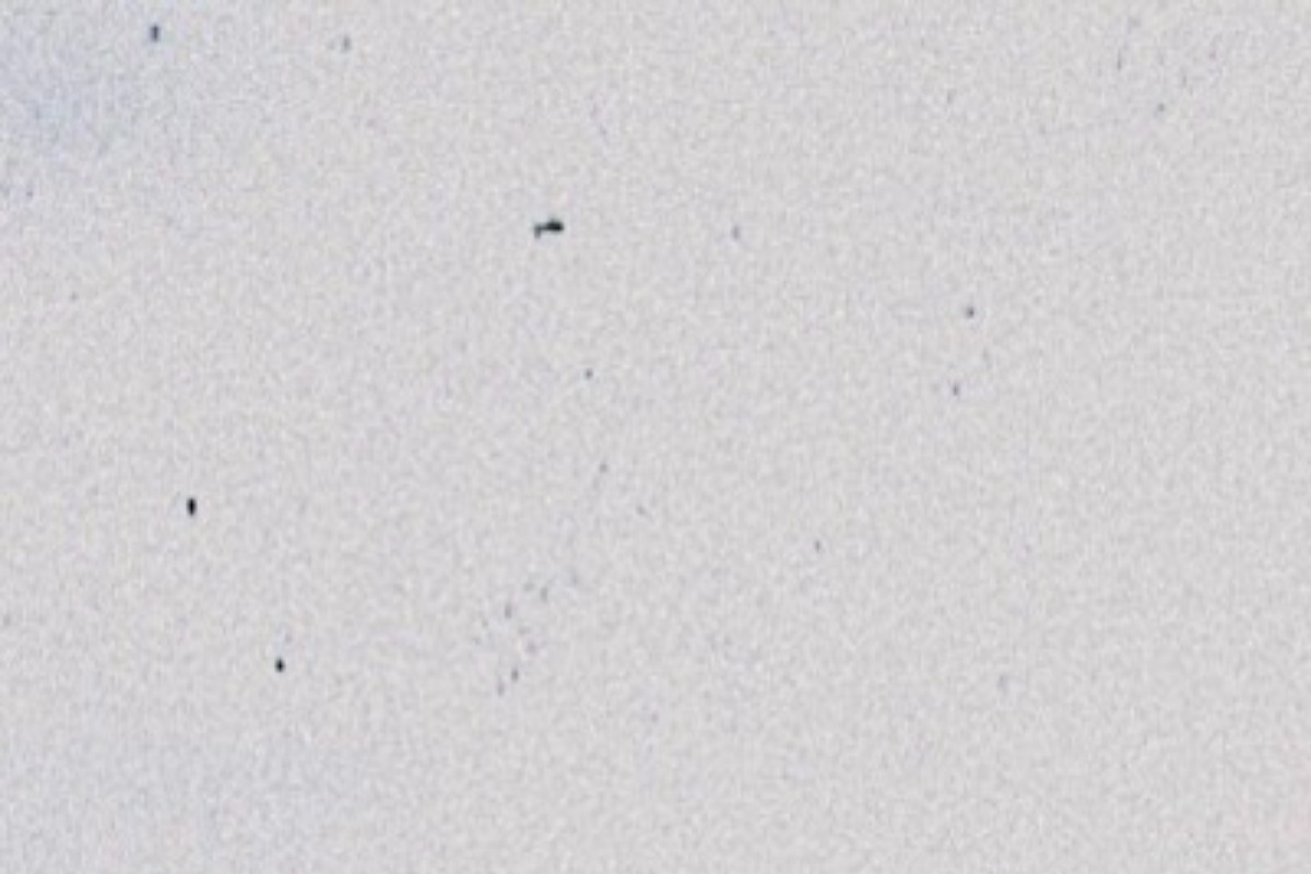 Jazztónleikar - Tríó Andrésar Þórs