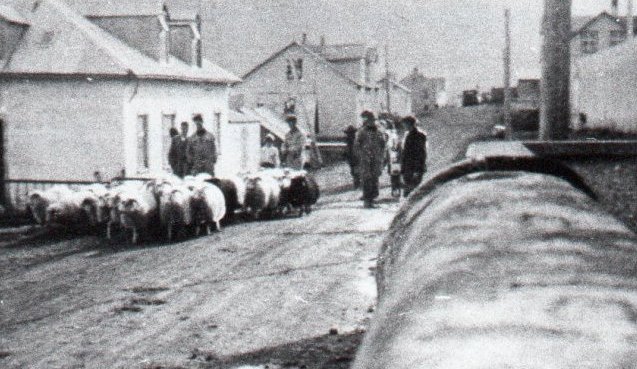 Mynd tekin í Hafnarbaut á gangnadegi á Dalvík. Fé rekið úr Ytra-holtsrétt.