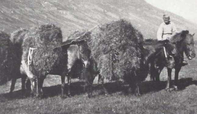 Heyflutningar (Heybandslest). Myndin er úr Svarfaðardal. 1940 - 1950