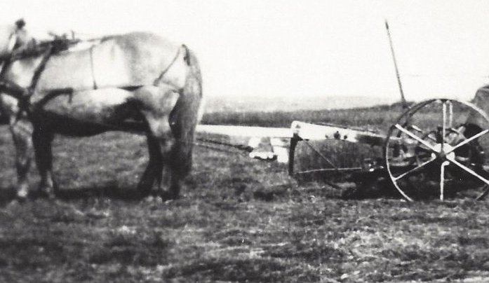 Slegið með hestasláttuvél