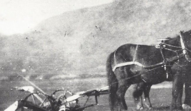 Gísli Jónsson á Hofi með fyrstu hestasláttuvélina í Svarfaðardal. Vélin kom 1914 en myndin gætin tekin 1920 - 1930