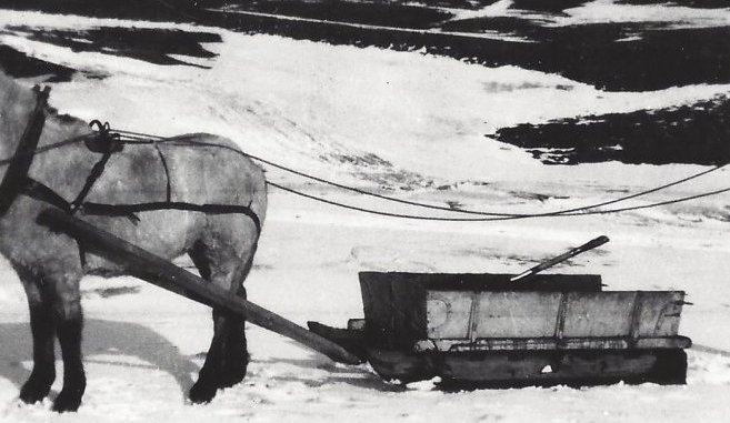 Áburðardreifing. Ekið á völl með hestasleða.  Gæti verið tekið á Skáldalæk?