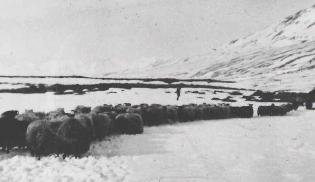 Féð rekið til beitar. Myndin er tekin á Bakka í Svarfaðardal 1. maí 1947.