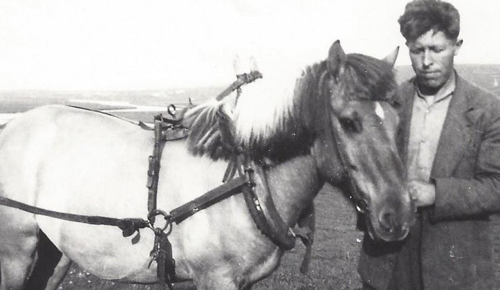 Hestur með aktygi. Eigandinn Friðrik Sigurðsson á Hánefsstöðum stendur hjá. Friðrik var plægingarmaður og fór á milli bæja.