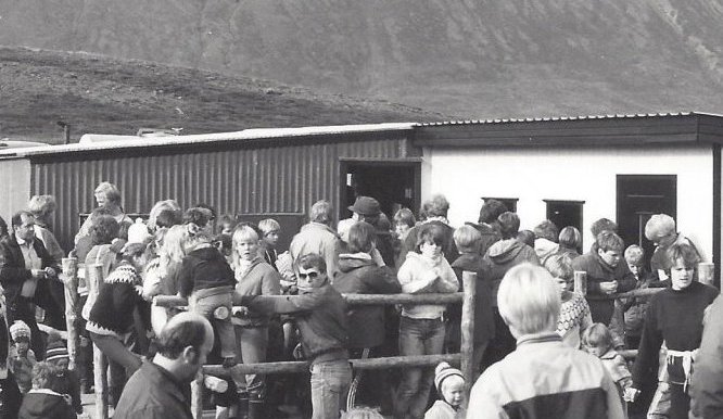 Kaffiskúrinn í Tungurétt. Haustréttir 1984.