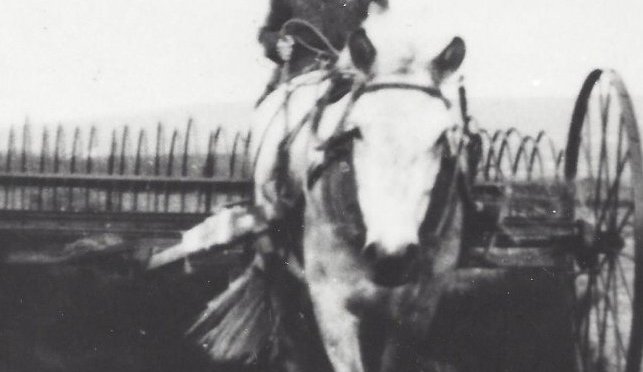 Tekið saman með hestarakstravél. Á vélinni situr Eva Þórsdóttir á Bakka. Myndin er tekin 1940 – 1950.