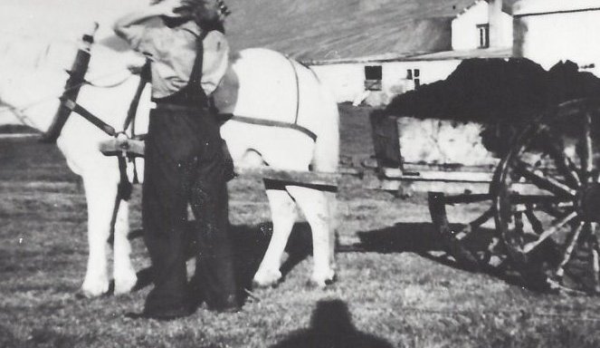 Ekið með skít á tún.  Myndin er tekin á Bakka 1940 – 1950. Eva Þórdóttir (?)