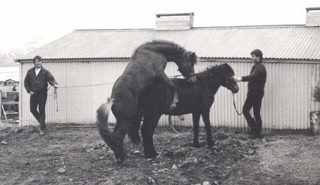 Hestur að fylja meri. Myndin er tekin í hesthúsahverfinu við Stórhól á Dalvík 1980-1990