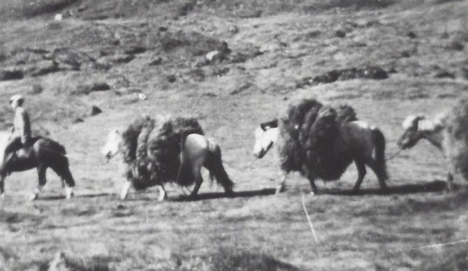Heyflutningar. Heybandslest í Skíðadal.  Myndin er tekin á Þverá í Skíðadal 1930 – 1940.
