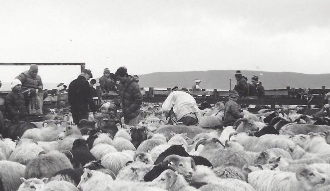 Réttað í Dalvíkurrétt 1987