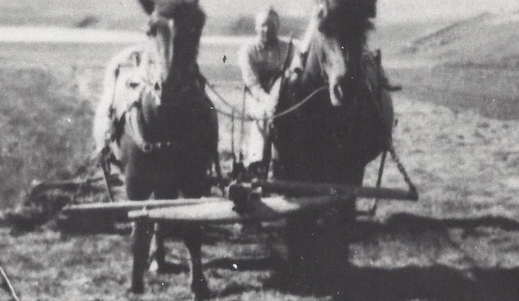 Slegið með hestasláttuvél. Slátturmaður óþekktur