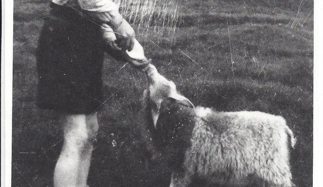 Drengur og heimalningur.