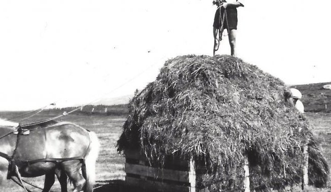 Heyflutningar á Skáldalæk í Svarfaðardal með heysleða. Á hlassinu stendur Brjánn Guðjónsson frá Skáldalæk. Myndin er tekin 1940 - 1945