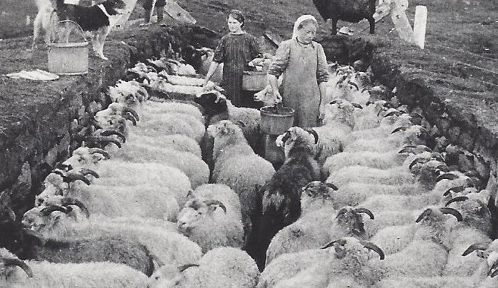 Böggvisstaðakvíar. Á kvíavegg er Jóhann Guðjónsson. Mjaltastúlkur eru Guðrún Friðfinnsdóttir á Böggvistöðum og Steinunn Sæmundsdóttir. (Sveinbjarnardóttir) frá Ólafsfirði. Myndin er tekin 1913. Ljósm. Ágúst Breiðdal.