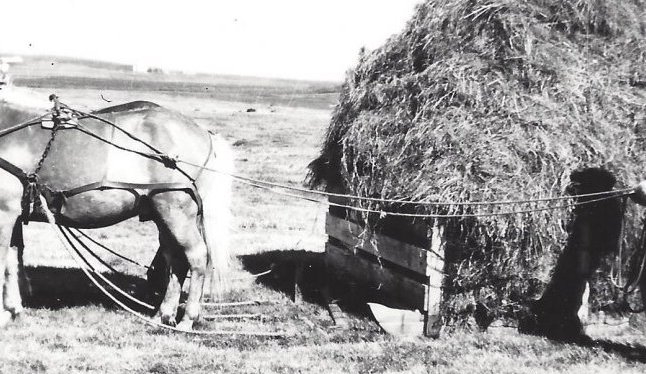 Heyflutningar á Skáldalæk í Svarfaðardal.  Arngrímur Arngrímsson heldur í tauminn. Myndin er tekin 1940 – 1945.