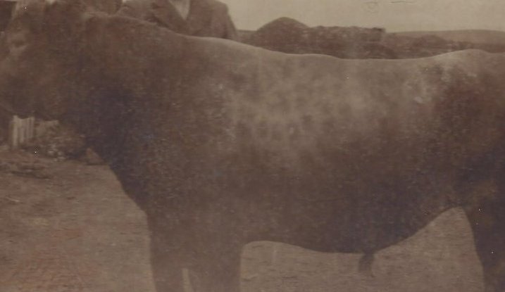 Þarfanaut með eiganda sínum Sigurði Guðmundssyni á Helgafelli.  Myndin er tekin á hlaðinu á Ytra-Holti  í Svarfaðardal. Myndin er tekin fyrir aldamótin 1900.