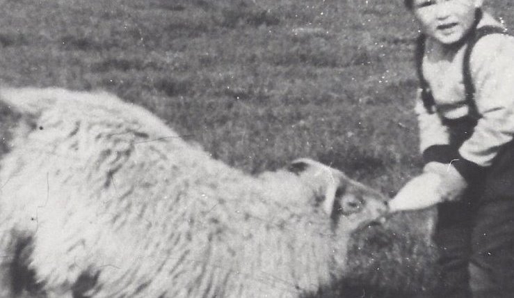 Heimalningur fær pela. Guðmundur Óskarsson (1955) gefur. Myndin er líklegast tekin við Agðir á Dalvík  1958-1959