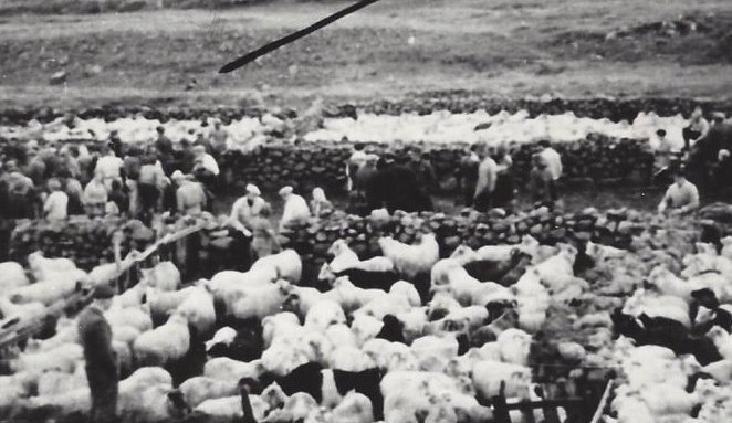 Réttað í Ytra-Holtsrétt í Svarfaðardal.  Myndin er tekin 1940 – 1945.