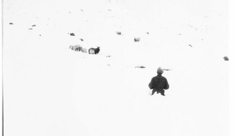 Bóndi við að bjarga fé úr fönn. Ekki vitað hvar né hvenær.  Gæti verið í júní 1959