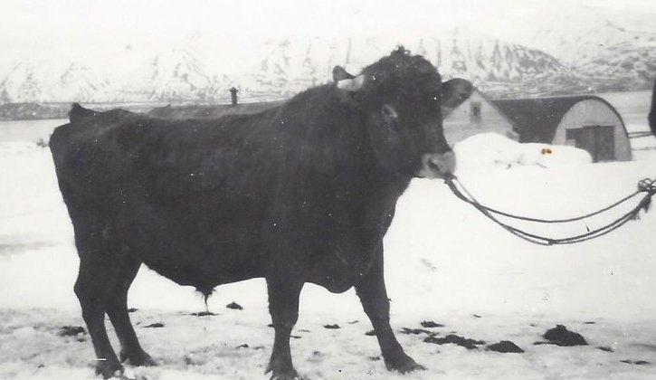 Jakob Pálsson á Upsum fer með naut í Miðkot á Upsaströnd. Tímabil óþekkt