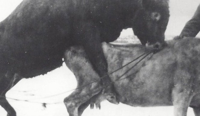 Páll Guðmundsson í Holtinu og Jakob Pálsson á Upsum halda kú undir naut. Myndin er tekin 1950 - 1960