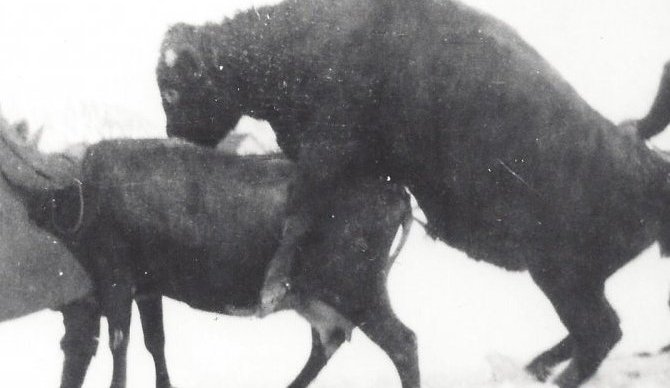 Páll Guðmundsson í Holtinu og Jakob Pálsson á Upsum halda kú undir naut. Myndin er tekin 1950 - 1960