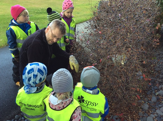 Geitungabú rannsakað
