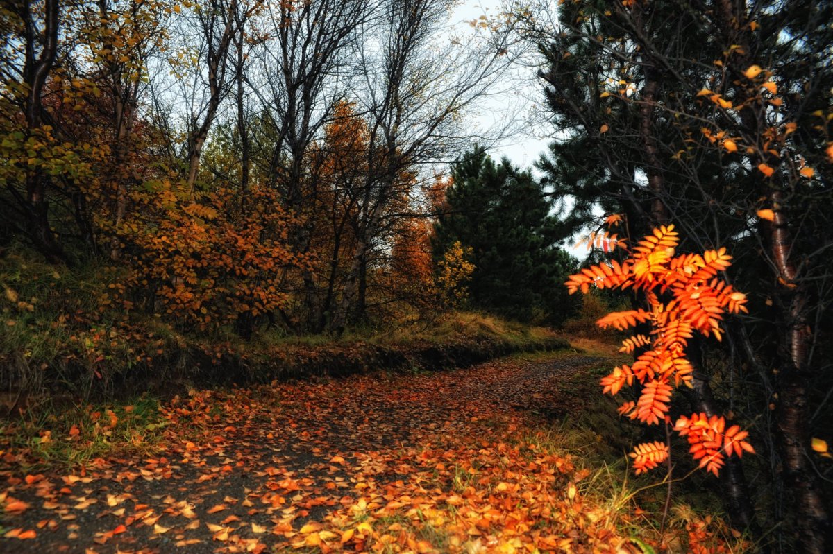 Haustfrí nemenda Árskógarskóla