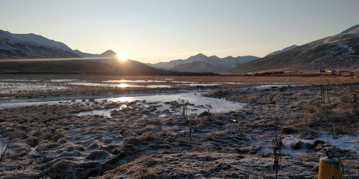 Krílakot í sóttkví fram að næstu helgi.