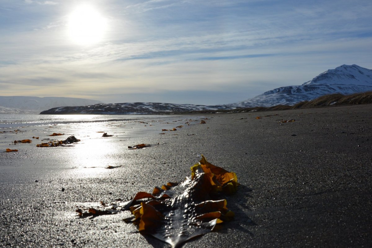 Opið fyrir umsóknir í Nýsköpunar- og þróunarsjóð Dalvíkurbyggðar