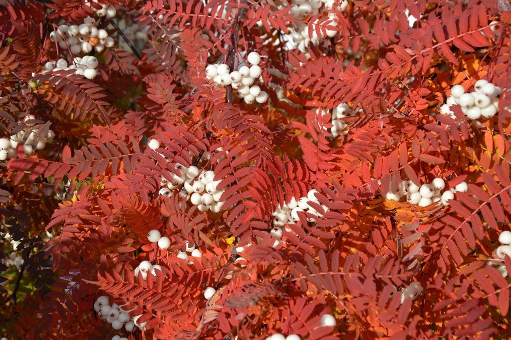 Göngur og réttir í Dalvíkurbyggð