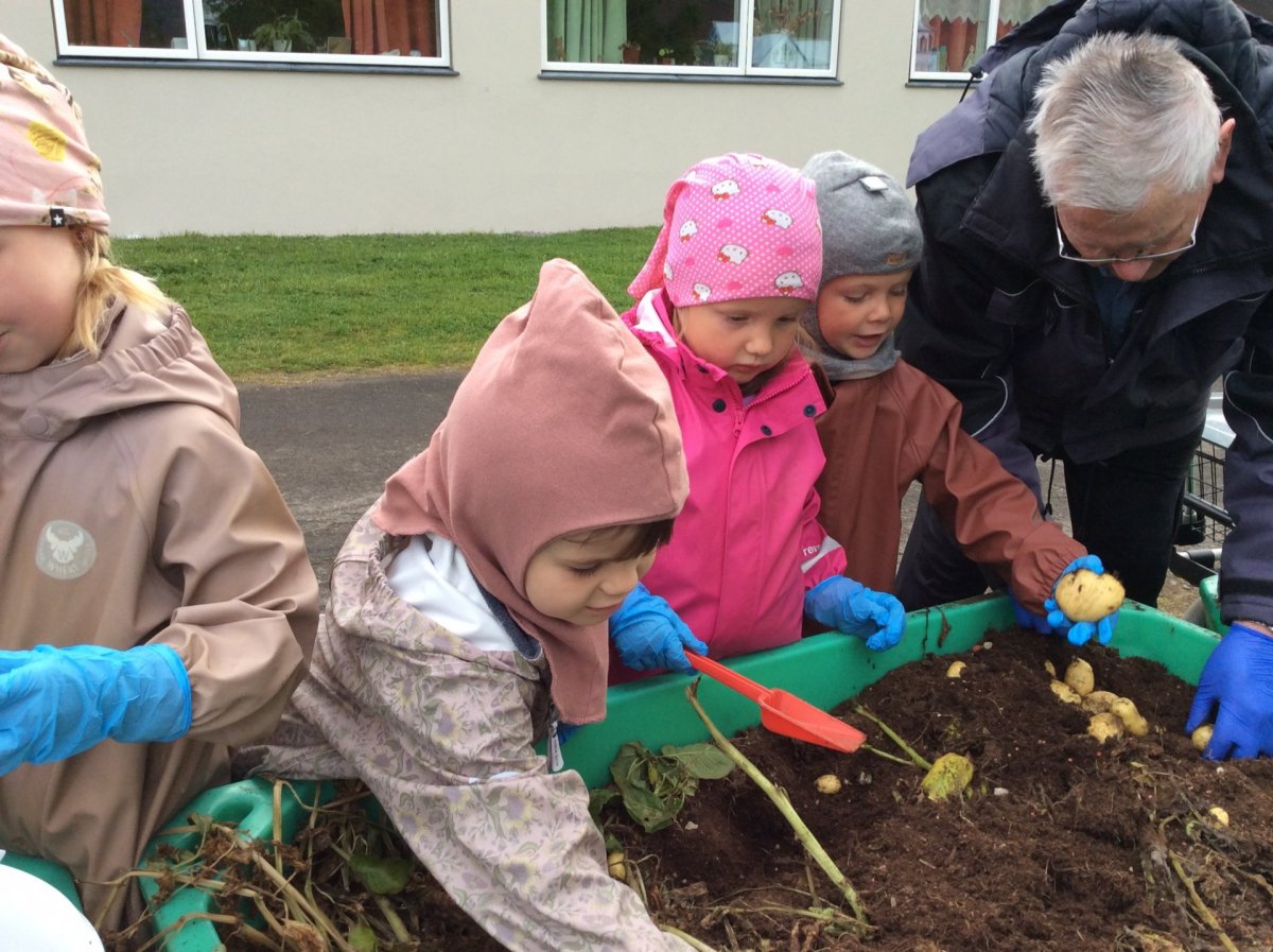 Kartöflur teknar upp á Dalbæ.