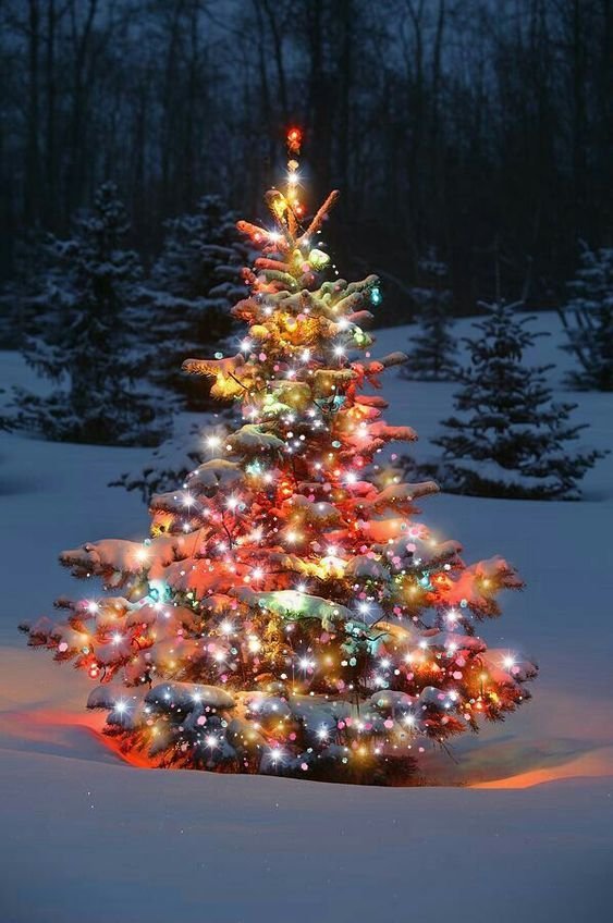 Ert þú með jólatré í garðinum?