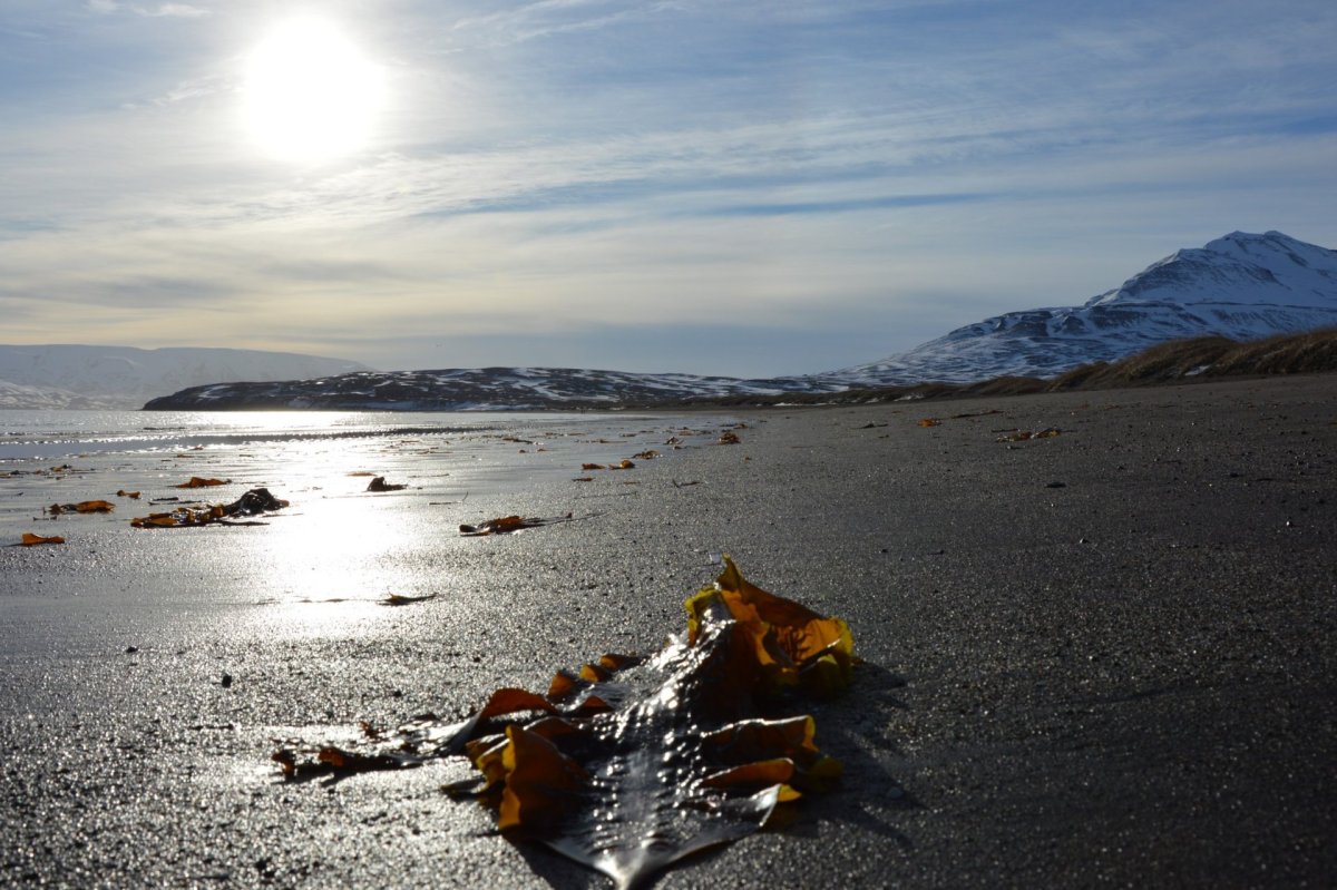 Laust til umsóknar - Upplýsingafulltrúi