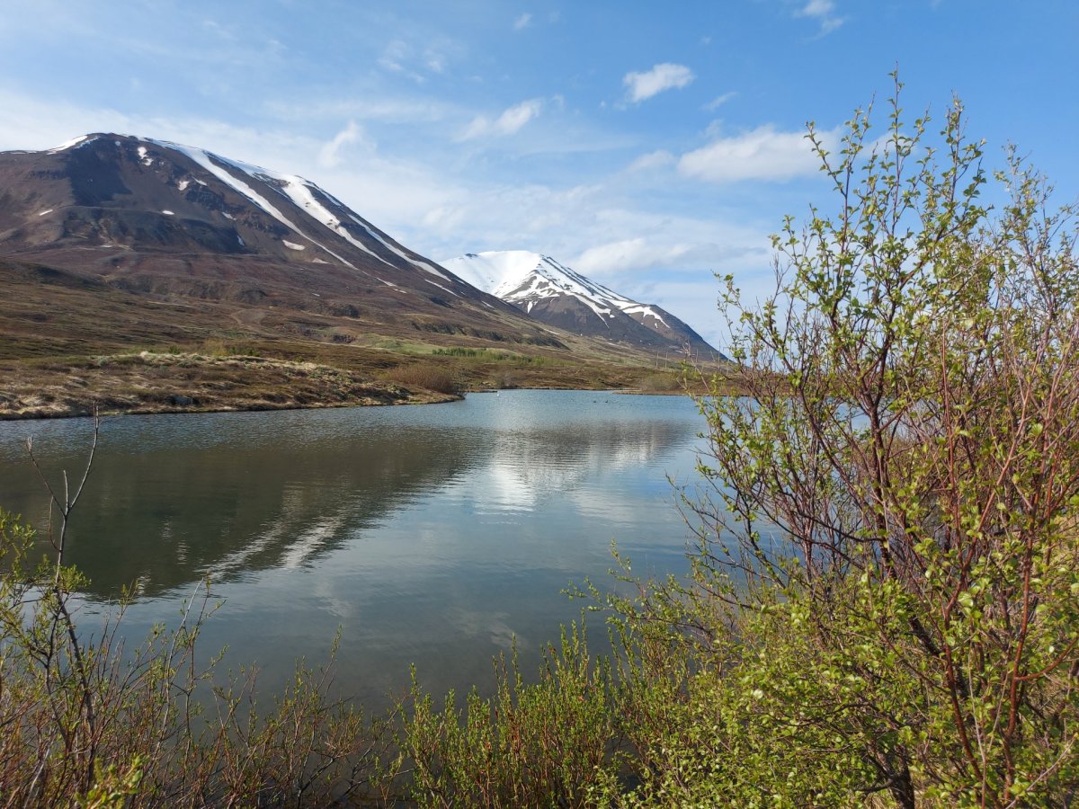 Tiltektardagur á Dalvík laugardaginn 29. júlí