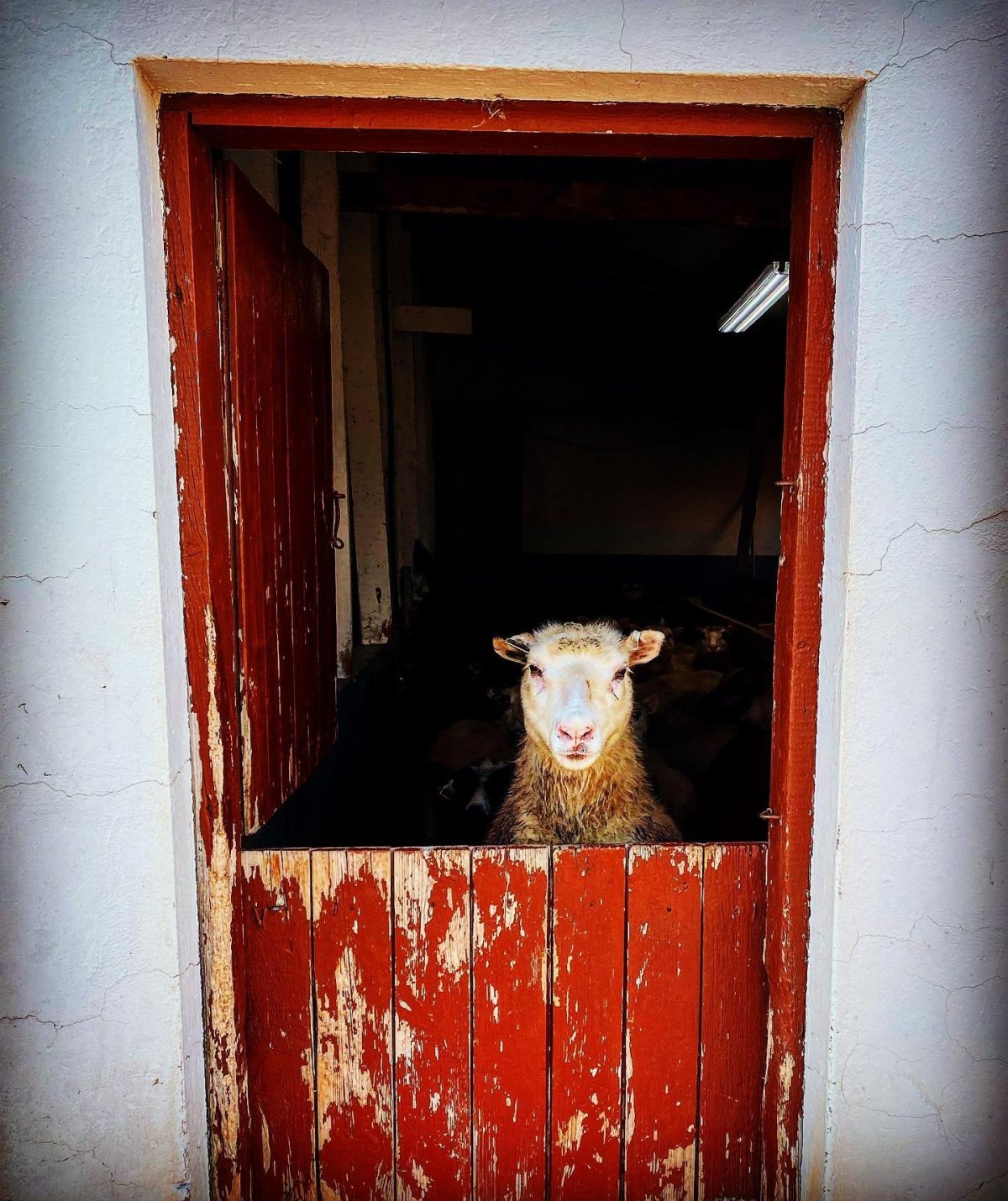 Fjárréttir í Dalvíkurbyggð