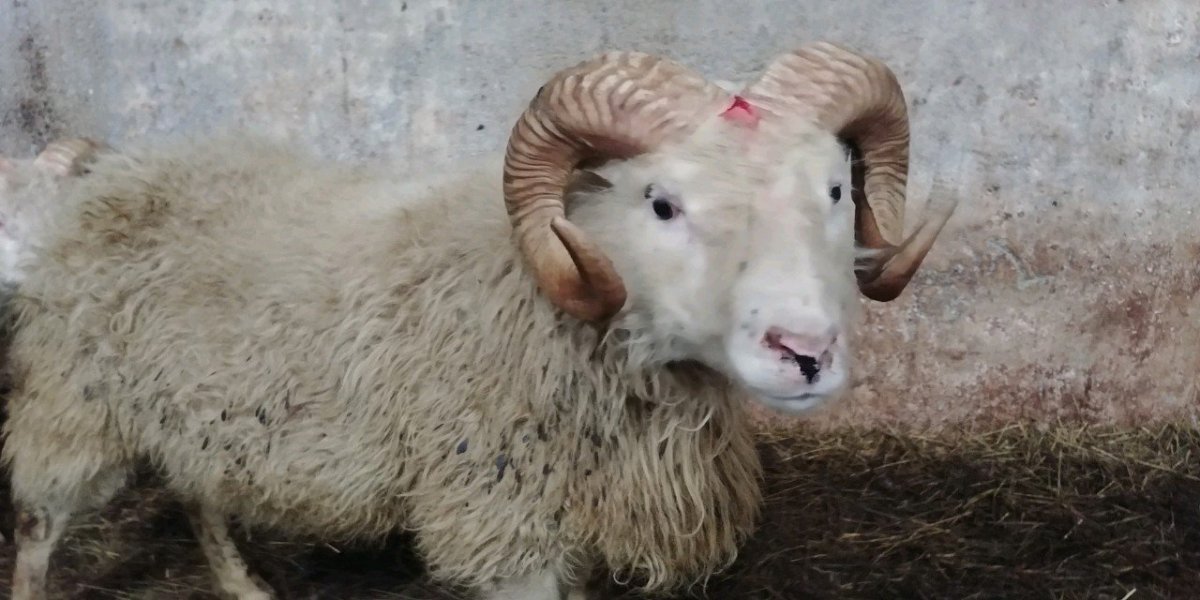 Fyrsti T137 hrúturinn fundinn á Stóru-Hámundarstöðum