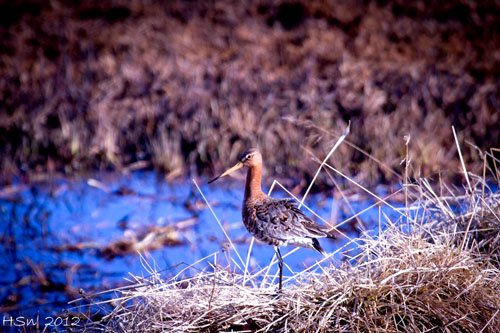 Jaðrakaninn minnir á safnadaginn