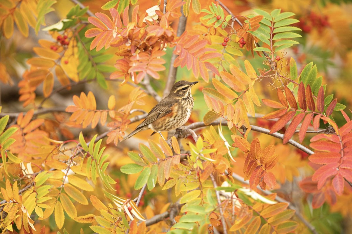 Kynningarfundir og gönguferðir vegna framtíðaráætlana í skógarreitunum Bögg og Brúarhvammsreit.
