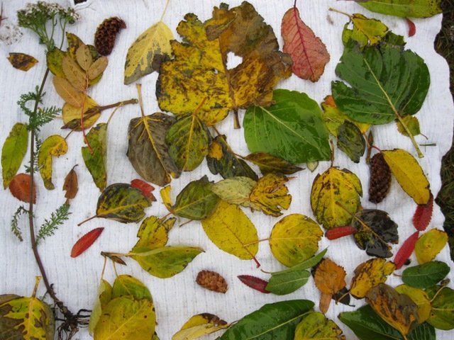 Útikennsla hjá yngri börnum 5. október