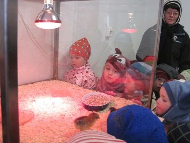 Ungaskoðun og Krílakot í heimsókn