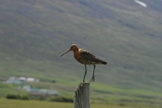 Fuglaskoðun á sunnudaginn