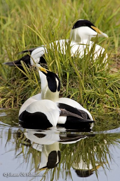 Fugl fyrir milljón - Ljósmyndasamkeppni á Tröllaskaga