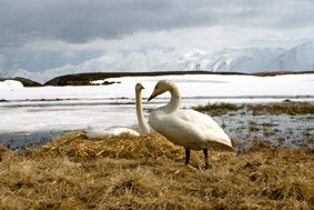 Fuglaferðir í maí og júní