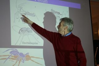 Kóngulær i blíðu og stríðu