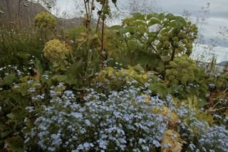 Dagur hinna villtu blóma 18. júní