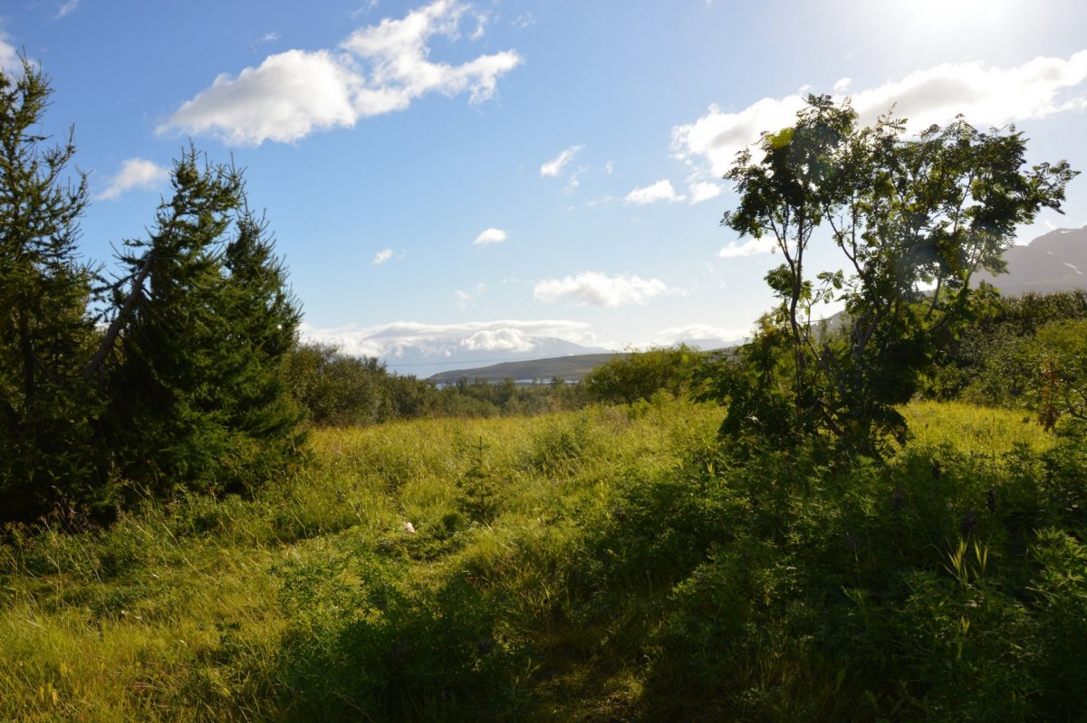 Sumarafleysingar við heimilisþjónustu Dalvíkurbyggðar