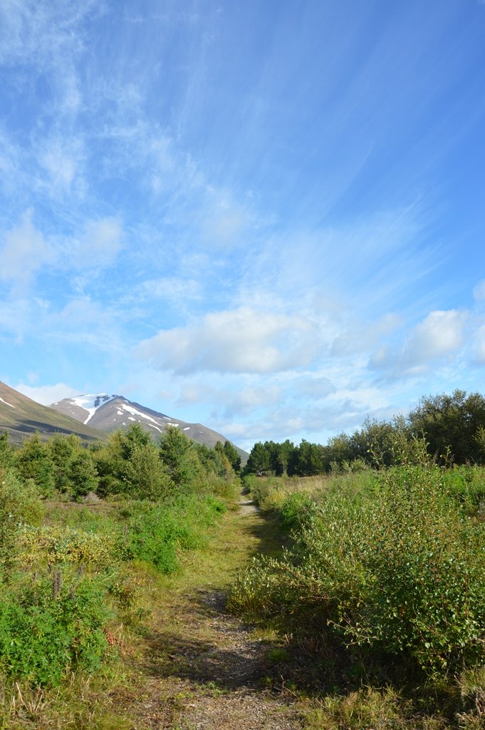 Skógreiturinn Böggur