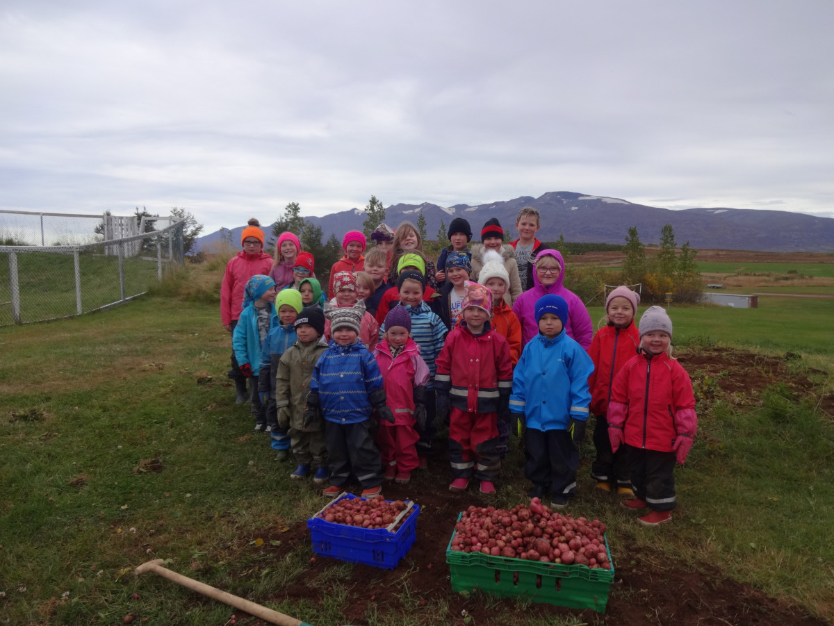 Gróðursetning og kartöfluuppskera