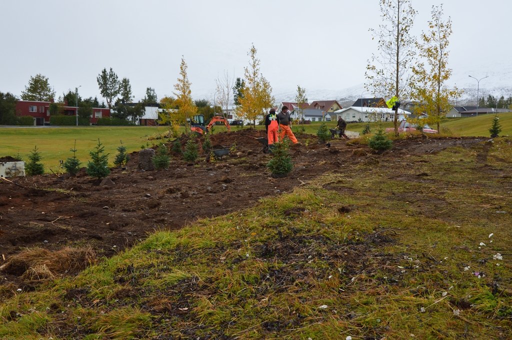 Endurnýjun á gróðri í kirkjubrekkunni